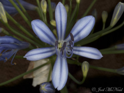 <i>Agapanthus africanus</i>: African Lily