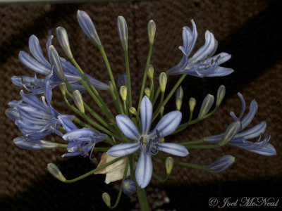 Agapanthus africanus: African Lily