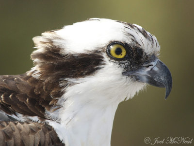 Osprey