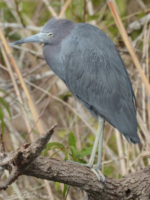 Little Blue Heron