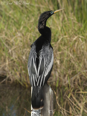 male Anhinga