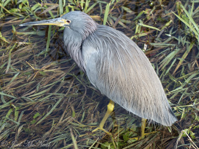 Tricolored Heron