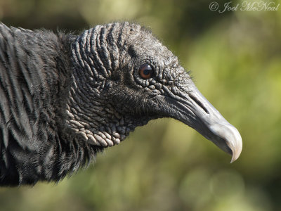 Black Vulture: Coragyps atratus