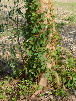 American Dodder: Cuscuta americana