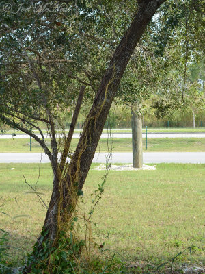 American Dodder: Cuscuta americana