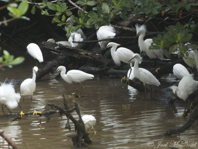 Snowy Egret feeding frenzy
