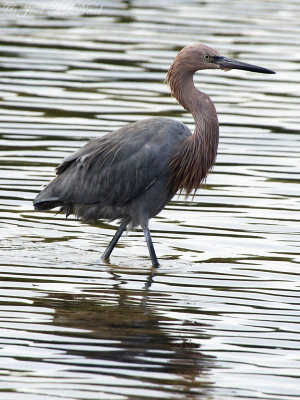 Reddish Egret