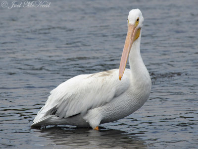 American White Pelican