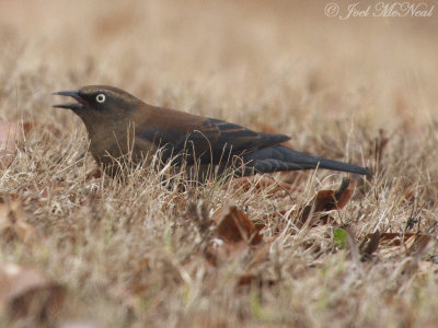 Rusty Blackbird: Bartow Co., GA