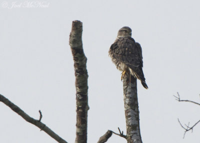 Merlin: Bartow Co., GA