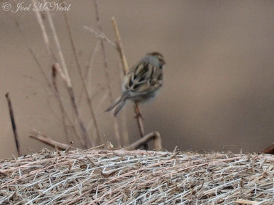 Clay-colored Sparrow: Bartow Co., GA