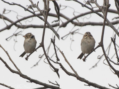 Clay-colored Sparrow: Bartow Co., GA