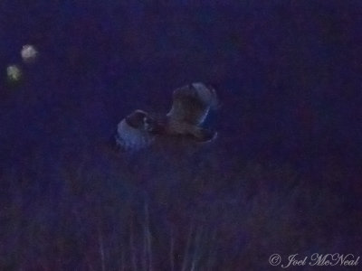 Short-eared Owl