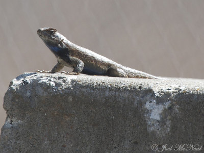 Eastern Fence Lizard: Bartow Co., GA