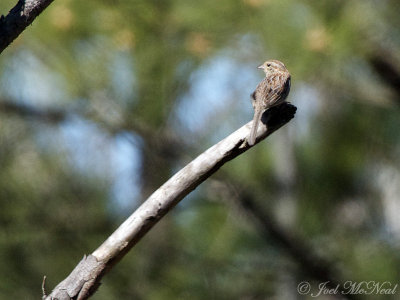 Bachmans Sparrow: Taylor Co., GA