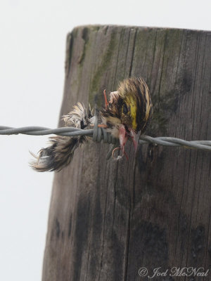 Savannah Sparrow head impaled by Loggerhead Shrike: Bartow Co., GA