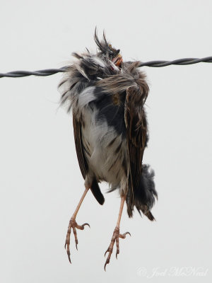 Savannah Sparrow headless body impaled by Loggerhead Shrike: Bartow Co., GA