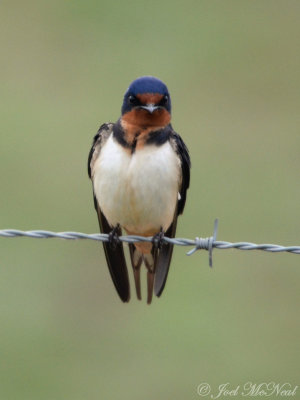 angry Barn Swallow