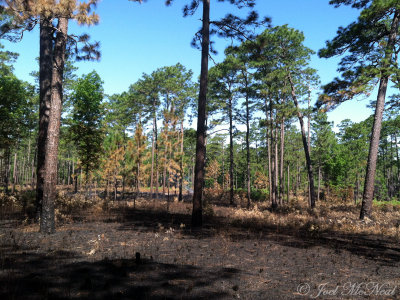 Longleaf Pine savanna freshly burned 3 days prior