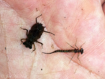 Dragonfly (left) and Damselfly (right) larvae from Brown's Pond, Lowndes Co.