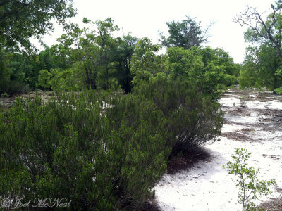 Florida Rosemary: Ceratiola ericoides, Ohoopee Dunes Natural Area