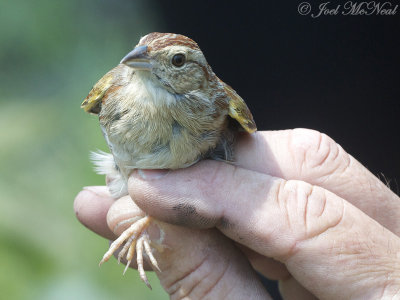 Bachman's Sparrow