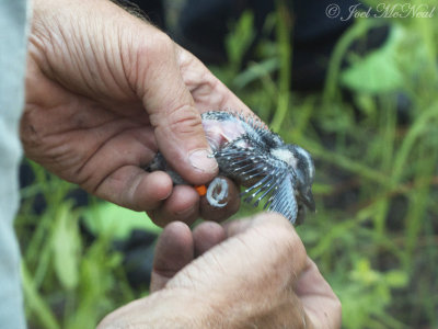 banding Red-cockaded Woodpecker nestling