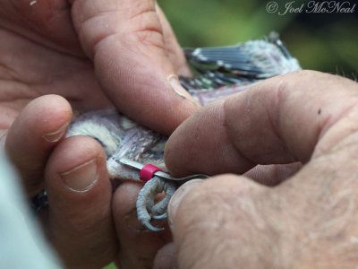 banding Red-cockaded Woodpecker nestling