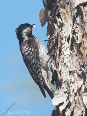 Red-cockaded Woodpecker carrying food for nestlings: Wade Tract, Thomas Co.