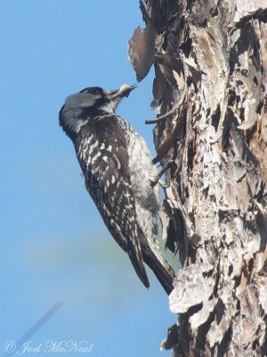 Red-cockaded Woodpecker carrying food for nestlings: Wade Tract, Thomas Co.