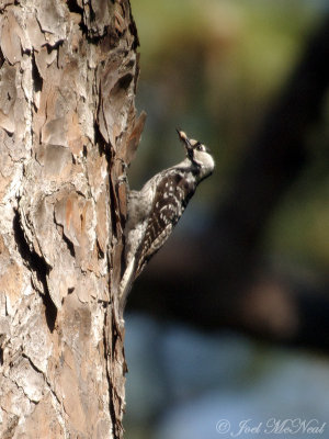 Red-cockaded Woodpecker carrying food for nestlings: Wade Tract, Thomas Co.