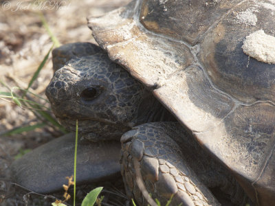 Gopher Tortoise: George L. Smith State Park