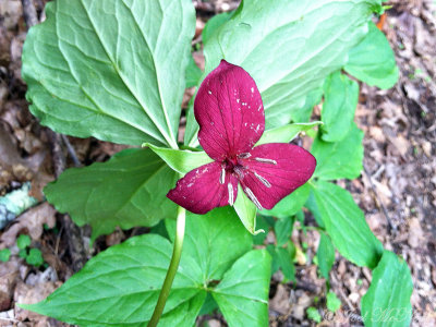 Vasey's Trillium: Brasstown Bald, GA