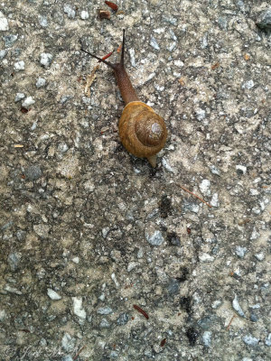 Snail (Mesodon sp.): Vogel State Park, GA