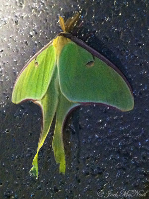 Luna Moth: Vogel State Park, GA
