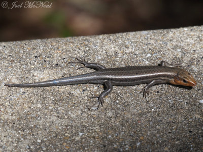 Five-lined Skink: State Botanical Garden of Georgia