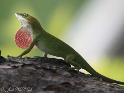 Green Anole displaying dewlap: Tallulah Gorge State Park, GA