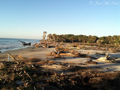 St. Catherines Island beach; Liberty Co., GA