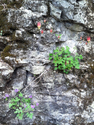 Wild Columbine and Fernleaf Phacelia growing on limestone; Walker Co., GA