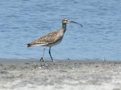 Whimbrel: St. Catherines Island, GA