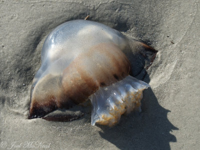 Cannonball Jellyfish: Stomolophus meleagris, St. Catherines Island, GA