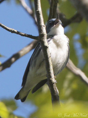 Cerulean Warbler: Kennesaw Mountain, GA