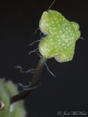 Hemisphaeric Liverwort: Reboulia hemisphaerica, Bartow Co., GA