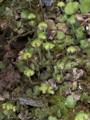 Hemisphaeric Liverwort: Reboulia hemisphaerica, Bartow Co., GA