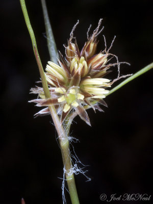 Common Woodrush: Luzula multiflora, Bartow Co., GA