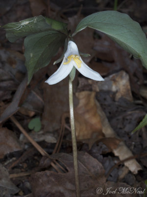 Bashful Trillium: Bartow Co., GA