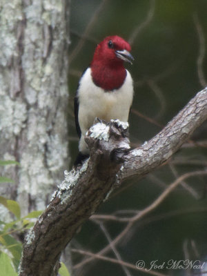 Red-headed Woodpecker