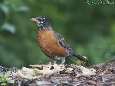 American Robin: Turdus migratorius, Cobb Co., GA