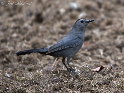 Gray Catbird: Cobb Co., GA