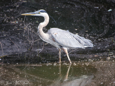 Great Blue Heron: Cobb Co., GA